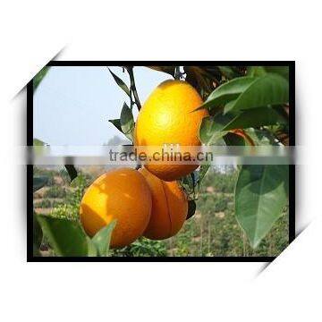 New Crop Fresh Navel Orange From Best Food photo-5