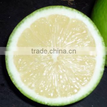 High quality fresh SEEDLESS LEMON from Egypt