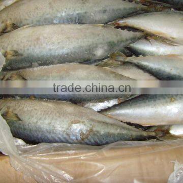 pacific frozen mackerel fish whole round on sale