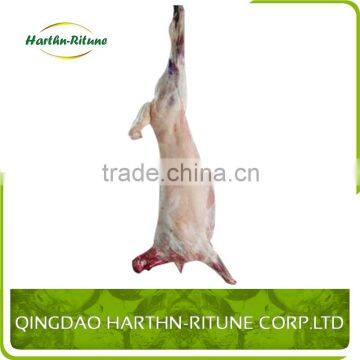 Halal Product Frozen Meat Lamb Carcass photo-6