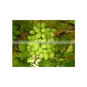 Vitis vinifera thompson seedless (Grape Thompson Seedless)