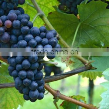 Grape Skin Extract Powder