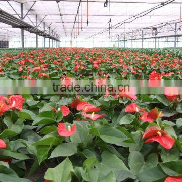 Tunnel Greenhouse for Agriculture photo-4