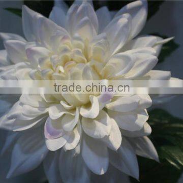 Home Decoration Brand Name Artificial Flowers Fabric Chrysanthemum