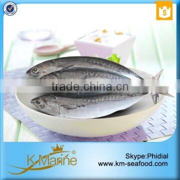 Hot Selling Fat Content 16%-18% Bonito Auxis Thazard photo-5