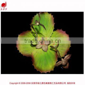 Succulent Plants Potted Succulent Artificial Bonsai Plant Succulent photo-2