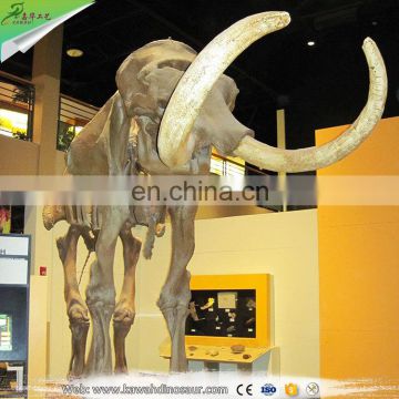 Prehistoric animals mammoth skeleton model for sale