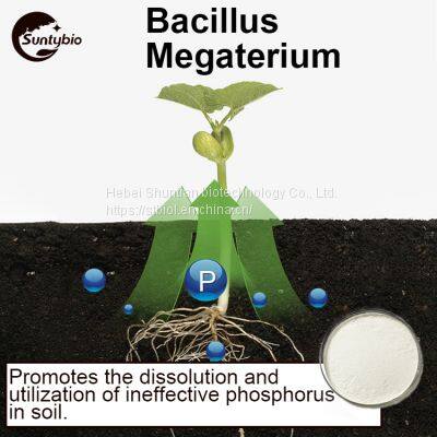 Bacillus Megatherium photo-3