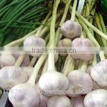 NATURAL GARLIC