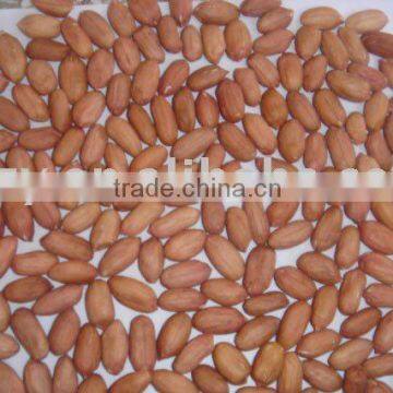 blanched peanut kernel