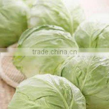 Fresh Green Cabbage /Cabbages good for heathy made in Viet Nam