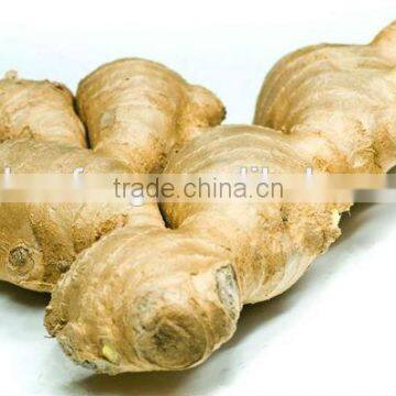 Professional Ginger Supplier Fresh Ginger