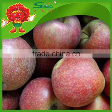 fuji apple from China hot sale red fuji apple best price fuji apple