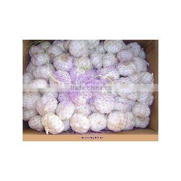 Fresh garlic for carton package