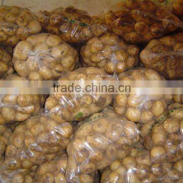 New crop Fresh Shandong Potato for sale