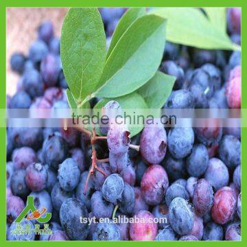 IQF Frozen Chinese China Best Quality Better Quality Wild Blueberry Blueberries photo-5