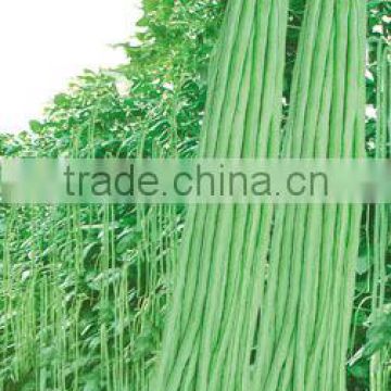 Excellent Quality Chinese Long Bean Seeds Cowpea Seeds Yard Long Bean Seeds For Cultivation