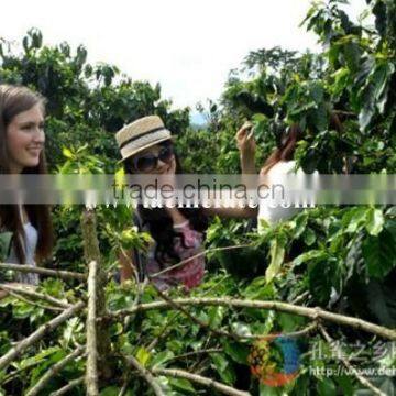 Natural and Bulk Packaging Raw Green Coffee Beans Popular Products photo-5