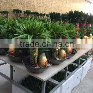 Dracaena Sanderiana Sander photo-4