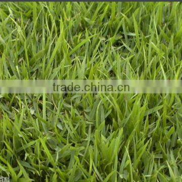 Zoysia Japonica