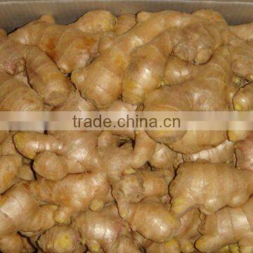 Fresh Ginger photo-2