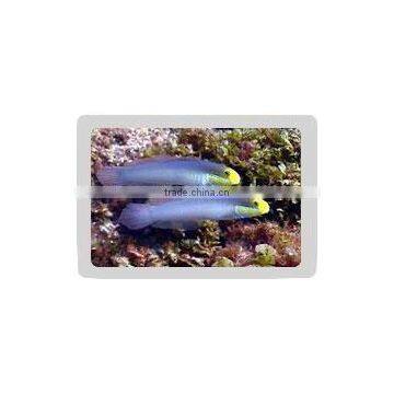 Golden Head Sleeper Goby Fish