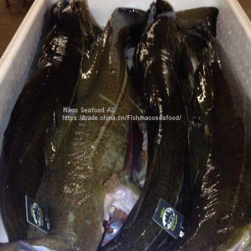 Atlantic Cod fish, cod fillet, Norway dry stock fish  cod HOG, cod bladder, HADDOCK fish, Saithe fish, Frozen Cod head