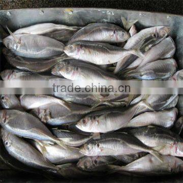 cooked frozen seafood fillet fish