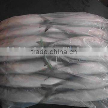 2016 Frozen Seafish Pacific Mackerel From China