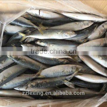 frozen pacific mackerel fish