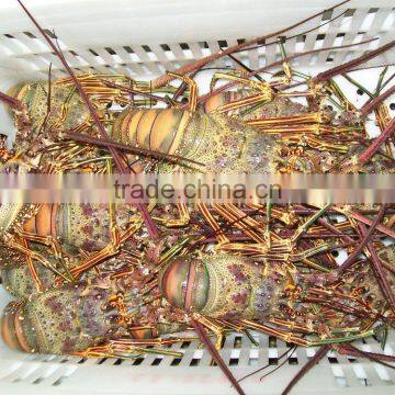 Spiny Lobster photo-2