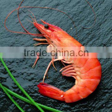 Black Tiger Prawn photo-5