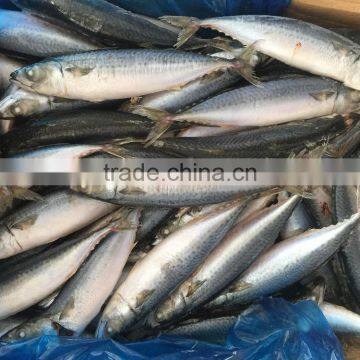 BQF Fresh New Caught Size 200-300 Sea Frozen Pacific Mackerel photo-3