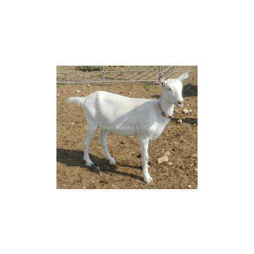 Live Boer Goats,Saanen Goats, Askanian Goats for Sale