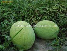 Big Pearl Planting Watermelon Hybrid f1 Seed for Sale photo-3