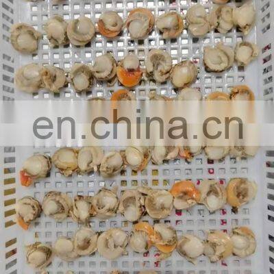 Frozen Farreri Scallop Frozen Scallop Meat photo-5