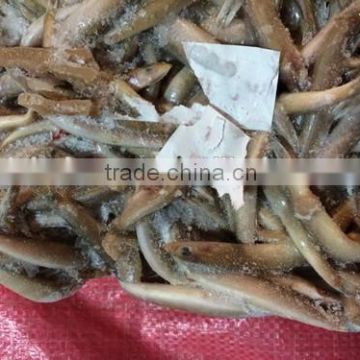 Frozen sand lance for human eating