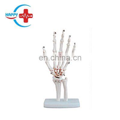 HC-S223 Hot Selling Human Anatomical Natural big Hand Joint Skeleton Model for sale