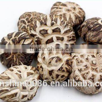 wholesale dried shiitake mushrooms nutritious shiitake