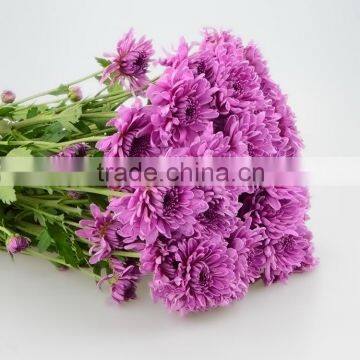 High grade best selling chrysanthemums fresh cut flower