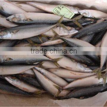 sea frozen WR pacific mackerel fish