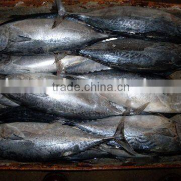 500-700g frozen bonito