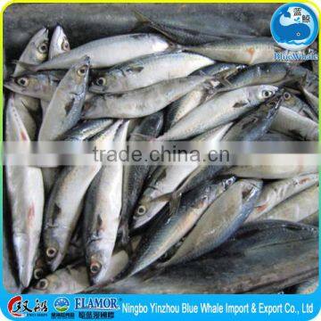 Mackerel Factory Supply Frozen Pacific Mackerel Scomber photo-5