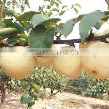 Chinese fresh yellow Ya pear