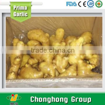 Hot sale new crop fresh ginger