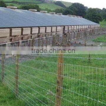 superior quality galvanized prairie fence wire mesh,sheep mesh