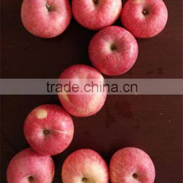 2015 New Year Fresh Fuji Apple Biggest Exporter Chinese Fresh Fruit Red Apple Fuji