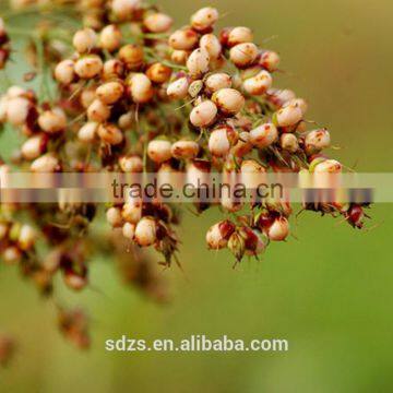 Feed sorghum of hybird color
