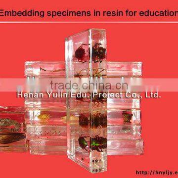 3D primary school standard specimen for biology teaching