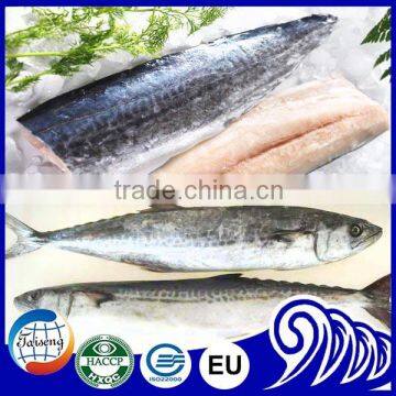 Frozen Spanish Mackerel, King Fish,Mackerel Fish